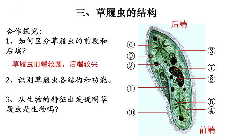 2.2.4 单细胞生物-【新课标】2023-2024学年七年级生物上册精选课件（人教版）第6页