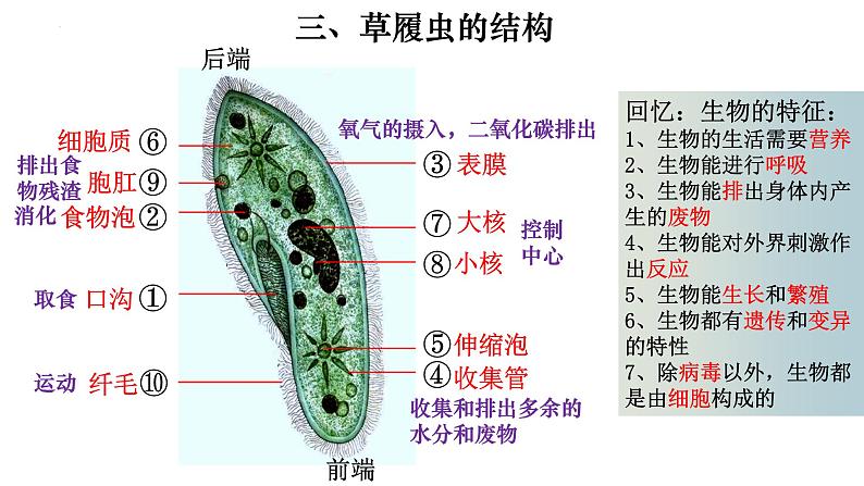 2.2.4 单细胞生物-【新课标】2023-2024学年七年级生物上册精选课件（人教版）第7页