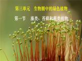 3.1.1 藻类、苔藓和蕨类植物-【新课标】2023-2024学年七年级生物上册精选课件（人教版）