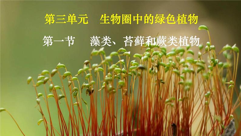 3.1.1 藻类、苔藓和蕨类植物-【新课标】2023-2024学年七年级生物上册精选课件（人教版）01