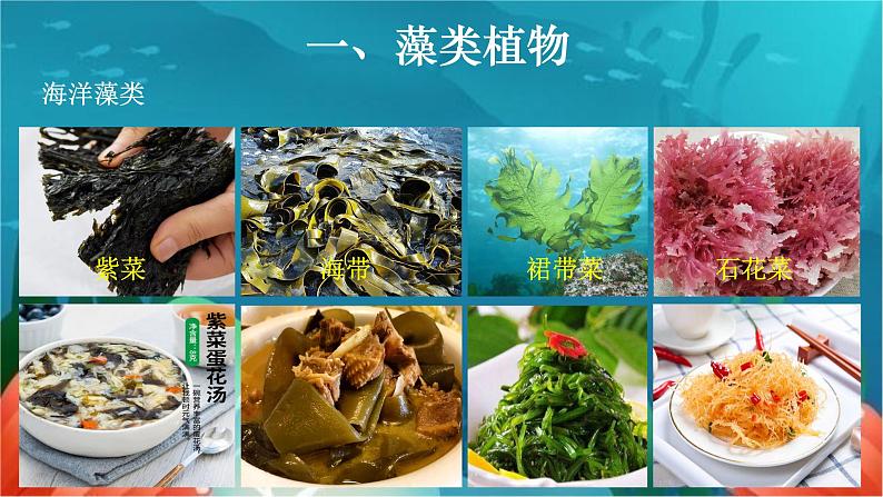 3.1.1 藻类、苔藓和蕨类植物-【新课标】2023-2024学年七年级生物上册精选课件（人教版）03