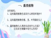 3.1.1 藻类、苔藓和蕨类植物-【新课标】2023-2024学年七年级生物上册精选课件（人教版）