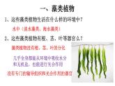 3.1.1 藻类、苔藓和蕨类植物-【新课标】2023-2024学年七年级生物上册精选课件（人教版）