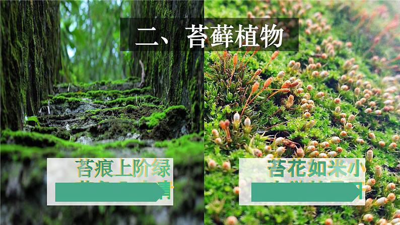 3.1.1 藻类、苔藓和蕨类植物-【新课标】2023-2024学年七年级生物上册精选课件（人教版）07