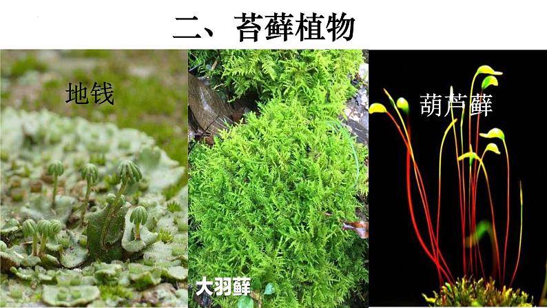 3.1.1 藻类、苔藓和蕨类植物-【新课标】2023-2024学年七年级生物上册精选课件（人教版）08