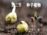 3.1.2 种子植物-【新课标】2023-2024学年七年级生物上册精选课件（人教版）