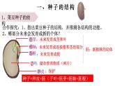 3.1.2 種子植物-【新課標(biāo)】2023-2024學(xué)年七年級生物上冊精選課件（人教版）