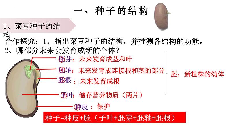 3.1.2 种子植物-【新课标】2023-2024学年七年级生物上册精选课件（人教版）04