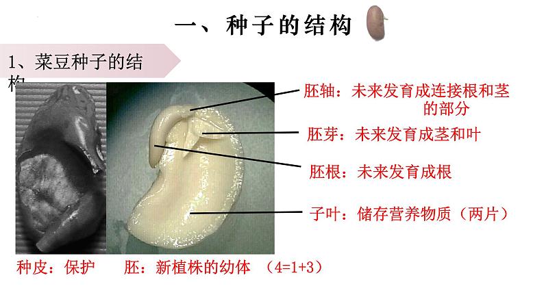 3.1.2 种子植物-【新课标】2023-2024学年七年级生物上册精选课件（人教版）05