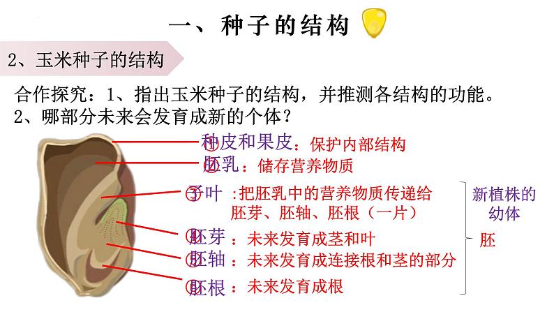 3.1.2 种子植物-【新课标】2023-2024学年七年级生物上册精选课件（人教版）07