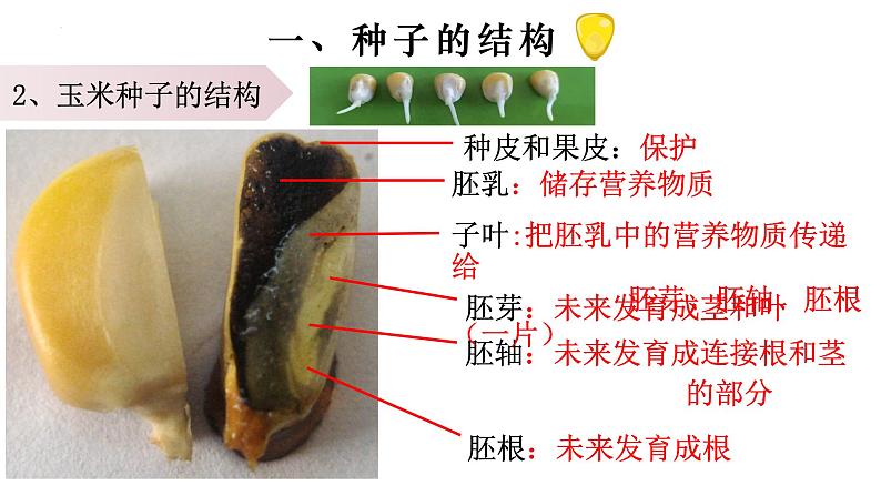 3.1.2 种子植物-【新课标】2023-2024学年七年级生物上册精选课件（人教版）08