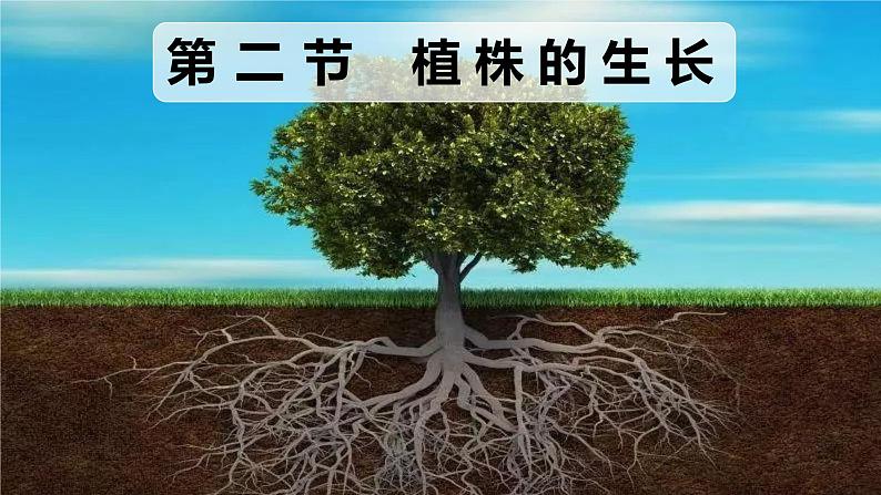 3.2.2 植株的生长-【新课标】2023-2024学年七年级生物上册精选课件（人教版）第1页