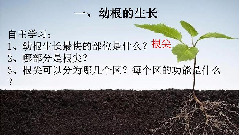 3.2.2 植株的生长-【新课标】2023-2024学年七年级生物上册精选课件（人教版）第3页