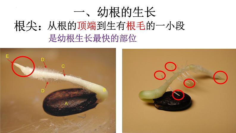 3.2.2 植株的生长-【新课标】2023-2024学年七年级生物上册精选课件（人教版）第4页