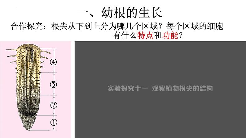 3.2.2 植株的生长-【新课标】2023-2024学年七年级生物上册精选课件（人教版）第5页