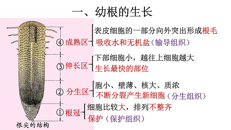 3.2.2 植株的生长-【新课标】2023-2024学年七年级生物上册精选课件（人教版）第6页