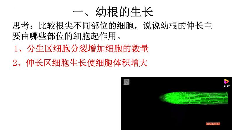 3.2.2 植株的生长-【新课标】2023-2024学年七年级生物上册精选课件（人教版）第7页