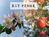 3.2.3 开花和结果-【新课标】2023-2024学年七年级生物上册精选课件（人教版）