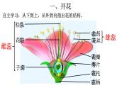 3.2.3 开花和结果-【新课标】2023-2024学年七年级生物上册精选课件（人教版）