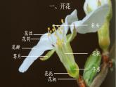 3.2.3 开花和结果-【新课标】2023-2024学年七年级生物上册精选课件（人教版）