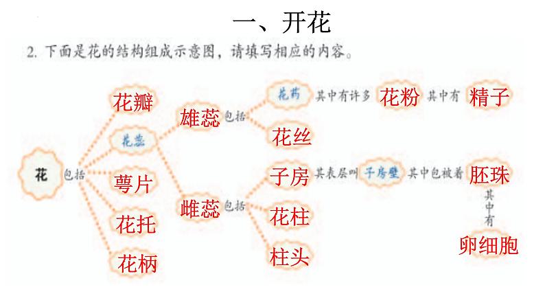 3.2.3 开花和结果-【新课标】2023-2024学年七年级生物上册精选课件（人教版）07