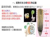 3.3 绿色植物与生物圈的水循环-【新课标】2023-2024学年七年级生物上册精选课件（人教版）