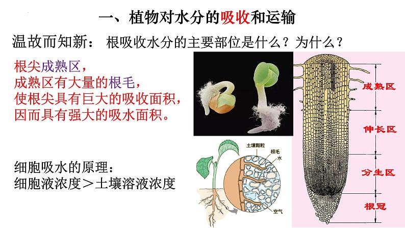 3.3 绿色植物与生物圈的水循环-【新课标】2023-2024学年七年级生物上册精选课件（人教版）第2页