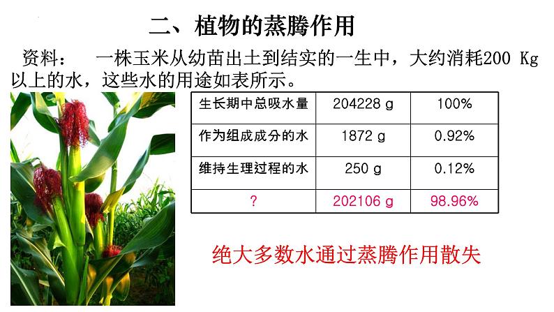 3.3 绿色植物与生物圈的水循环-【新课标】2023-2024学年七年级生物上册精选课件（人教版）第5页