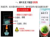 3.4 绿色植物是生物圈中有机物的制造者-【新课标】2023-2024学年七年级生物上册精选课件（人教版）