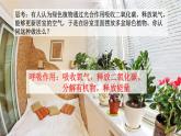 3.5.2 绿色植物的呼吸作用-【新课标】2023-2024学年七年级生物上册精选课件（人教版）