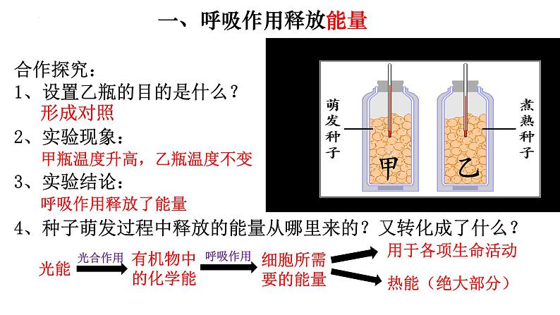 3.5.2 绿色植物的呼吸作用-【新课标】2023-2024学年七年级生物上册精选课件（人教版）第3页