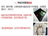 3.5.2 绿色植物的呼吸作用-【新课标】2023-2024学年七年级生物上册精选课件（人教版）