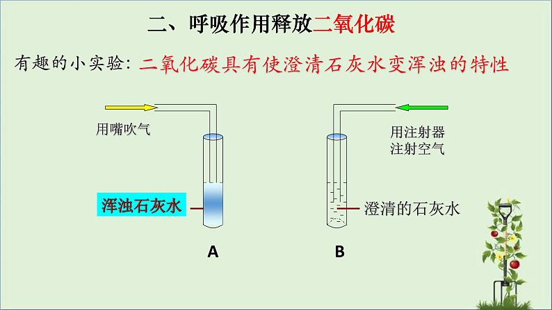 3.5.2 绿色植物的呼吸作用-【新课标】2023-2024学年七年级生物上册精选课件（人教版）第5页