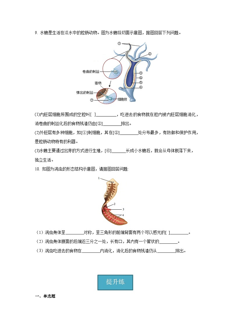 5.1.1+腔肠动物和扁形动物（同步课件+同步练习）-2023-2024学年八年级生物上册同步精品课堂（人教版）02