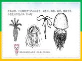 5.1.1+腔肠动物和扁形动物（同步课件+同步练习）-2023-2024学年八年级生物上册同步精品课堂（人教版）