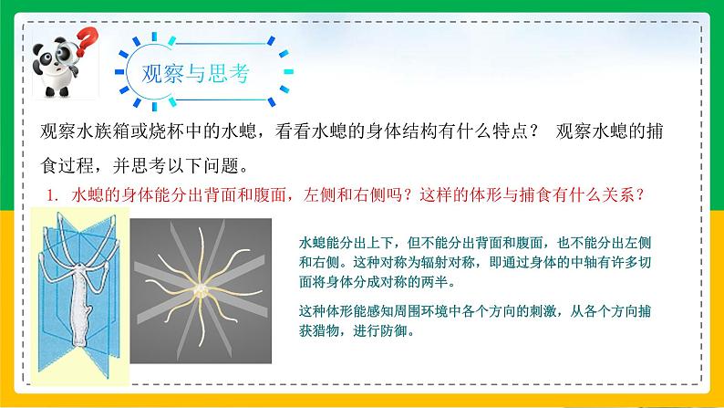 5.1.1+腔肠动物和扁形动物（同步课件+同步练习）-2023-2024学年八年级生物上册同步精品课堂（人教版）04