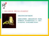 5.1.1+腔肠动物和扁形动物（同步课件+同步练习）-2023-2024学年八年级生物上册同步精品课堂（人教版）