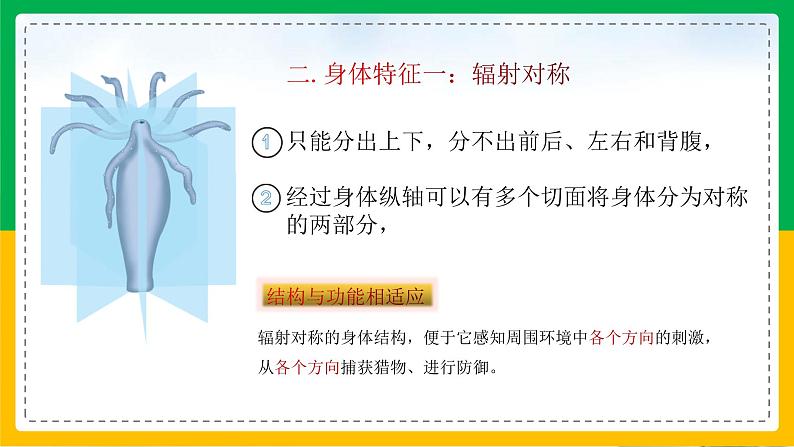 5.1.1+腔肠动物和扁形动物（同步课件+同步练习）-2023-2024学年八年级生物上册同步精品课堂（人教版）07