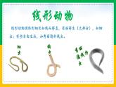 5.1.2+线形动物和环节动物（同步课件+同步练习）-2023-2024学年八年级生物上册同步精品课堂（人教版）