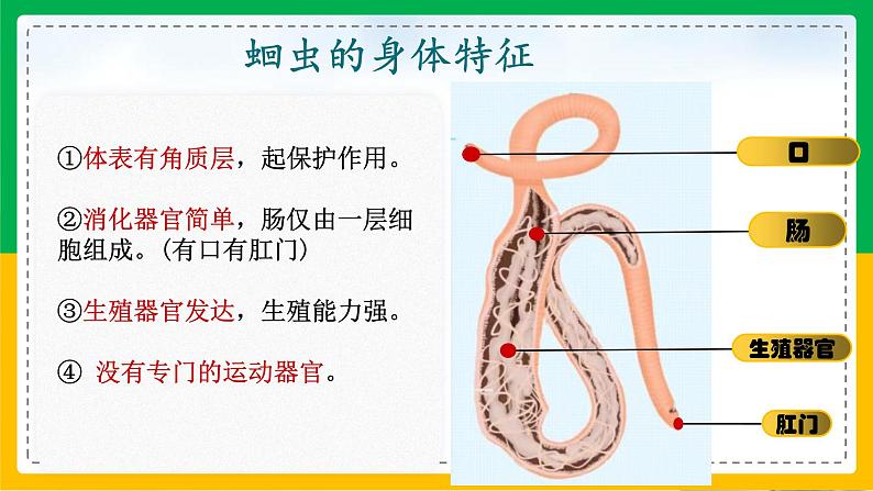 5.1.2+线形动物和扁形动物（教学课件）-2023-2024学年八年级生物上册同步精品课堂（人教版）第8页