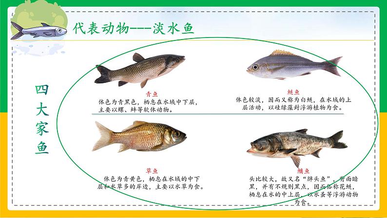 5.1.4+鱼（教学课件）-2023-2024学年八年级生物上册同步精品课堂（人教版）第4页