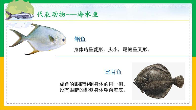 5.1.4+鱼（教学课件）-2023-2024学年八年级生物上册同步精品课堂（人教版）第6页