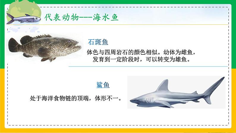 5.1.4+鱼（教学课件）-2023-2024学年八年级生物上册同步精品课堂（人教版）第7页