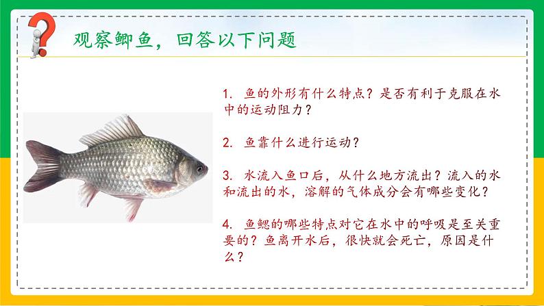 5.1.4+鱼（教学课件）-2023-2024学年八年级生物上册同步精品课堂（人教版）第8页