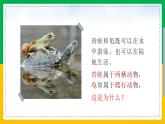 5.1.5+两栖动物和爬行动物（同步课件+同步练习）-2023-2024学年八年级生物上册同步精品课堂（人教版）