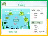5.1.5+两栖动物和爬行动物（同步课件+同步练习）-2023-2024学年八年级生物上册同步精品课堂（人教版）