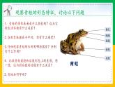 5.1.5+两栖动物和爬行动物（同步课件+同步练习）-2023-2024学年八年级生物上册同步精品课堂（人教版）