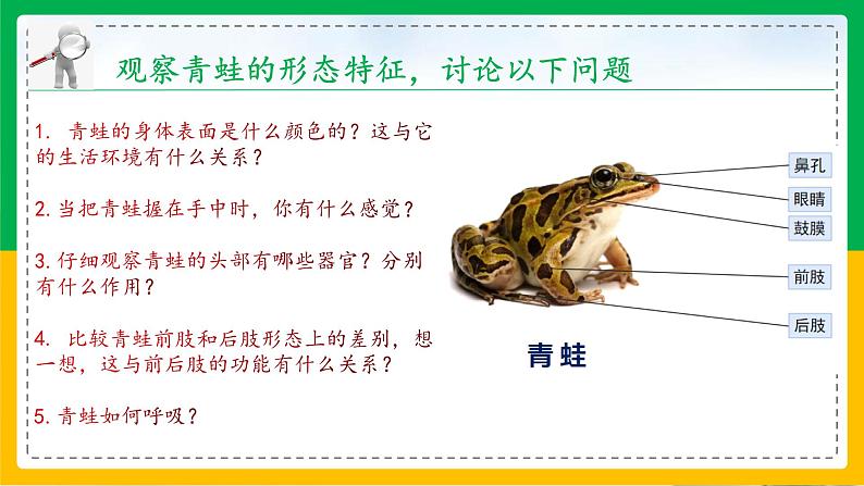 5.1.5+两栖动物和爬行动物（教学课件）-2023-2024学年八年级生物上册同步精品课堂（人教版）第4页