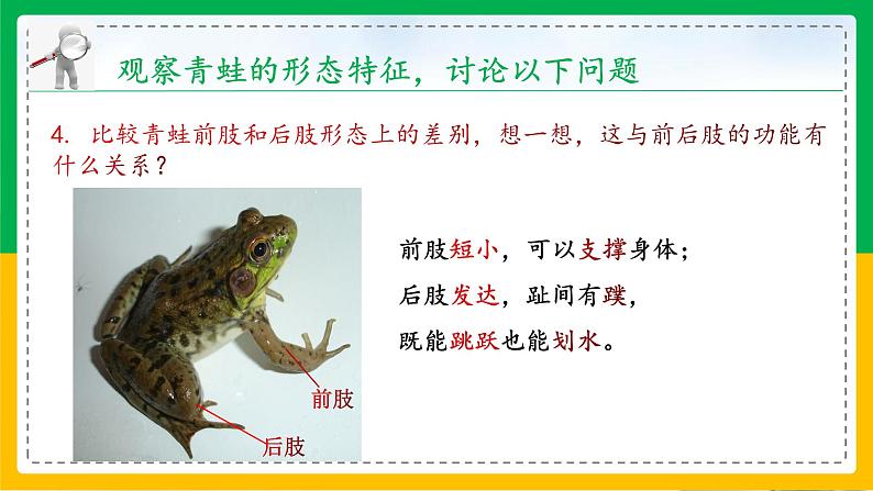 5.1.5+两栖动物和爬行动物（教学课件）-2023-2024学年八年级生物上册同步精品课堂（人教版）第7页