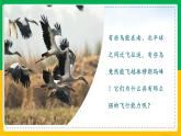 5.1.6+鸟（同步课件+同步练习）-2023-2024学年八年级生物上册同步精品课堂（人教版）